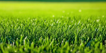 物业草皮选什么品种好?